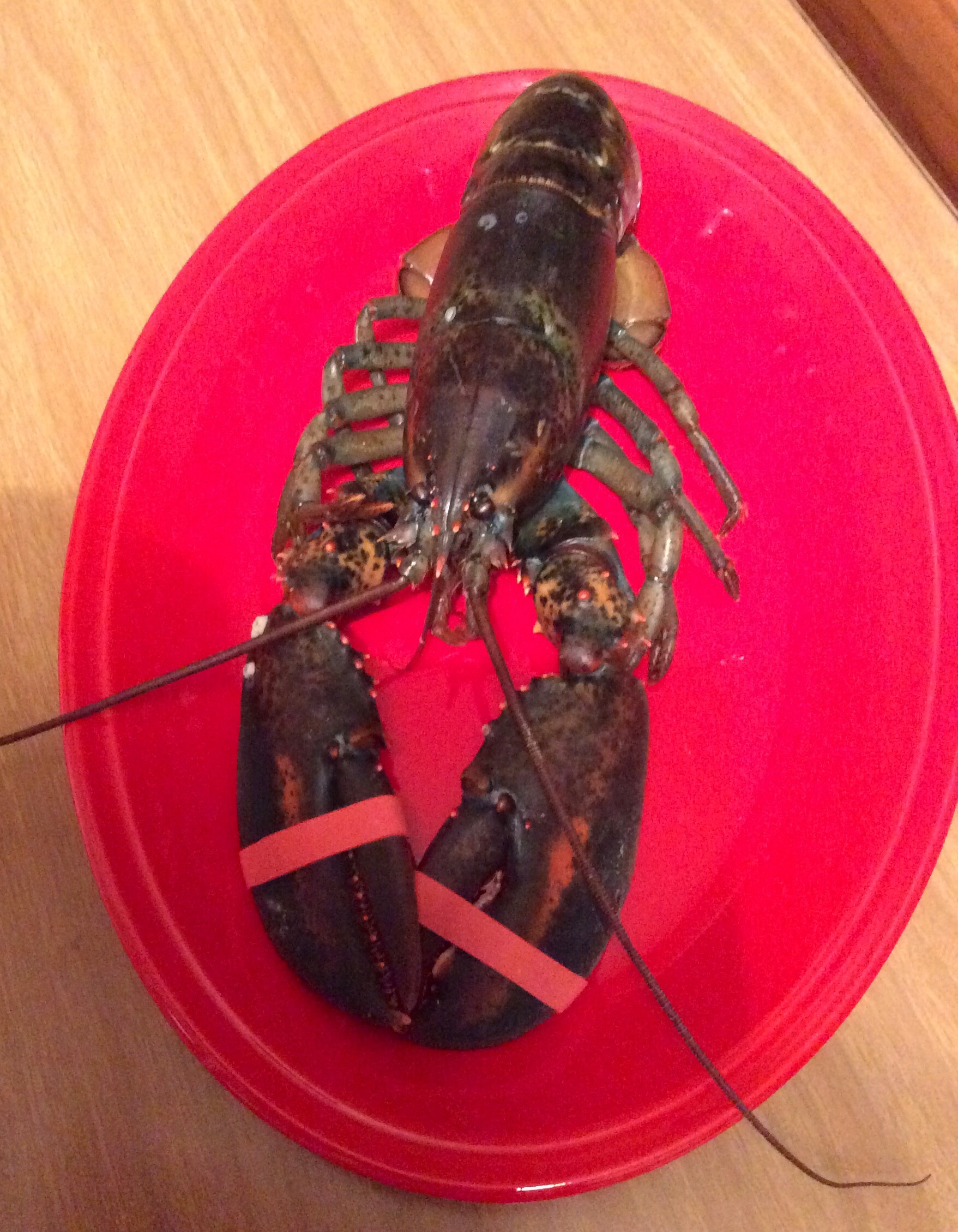 A Surprise Present From Bestie Anna A Big Alive And Kicking Lobster For Dinner Italy Chic Life